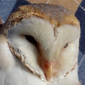 Barn Owl