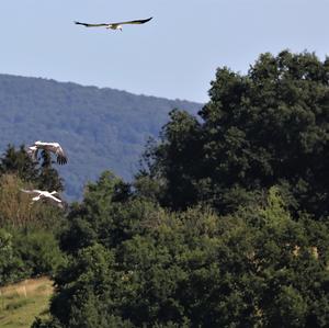 White Stork