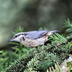 Wood Nuthatch