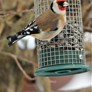 European Goldfinch