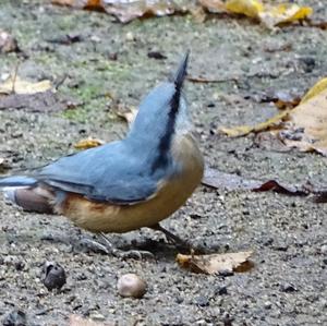 Wood Nuthatch