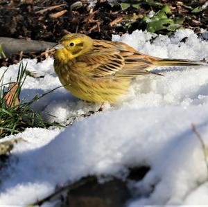 Yellowhammer