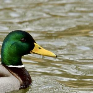 Mallard