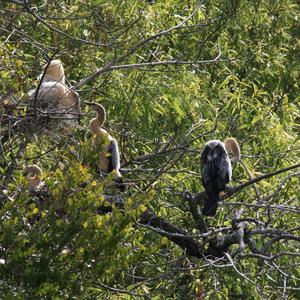 Amerikanischer Schlangenhalsvogel