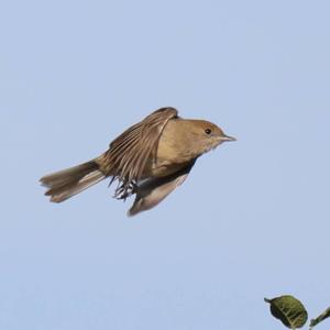 Garden Warbler