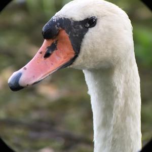 Mute Swan