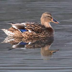 Common Teal