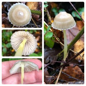 Yellow-stalked Mycena