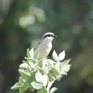 Red-backed Shrike