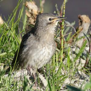 Common Starling