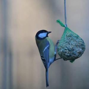 Great Tit