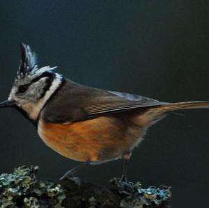 Crested Tit