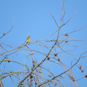 European Greenfinch