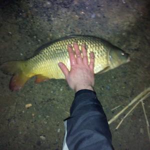 Common carp