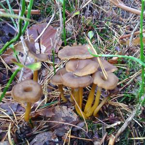 Trumpet Chanterelle