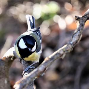 Great Tit