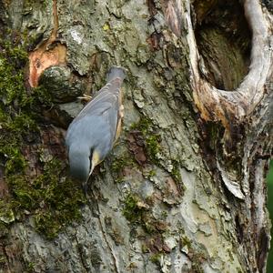 Wood Nuthatch