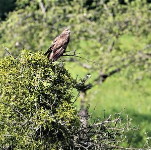 Mäusebussard