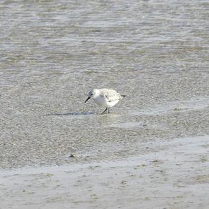 Sanderling