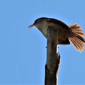 Carolina Wren