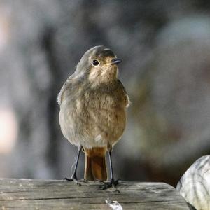 Black Redstart