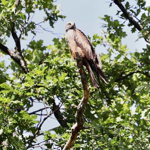 Black Kite