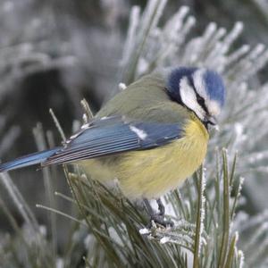 Blue Tit