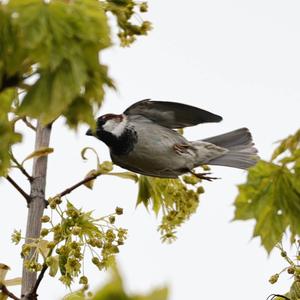 House Sparrow