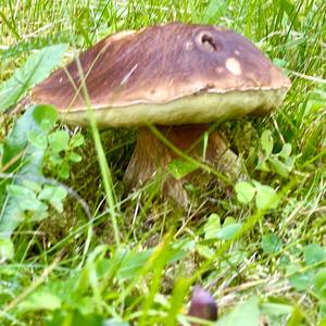 King Bolete