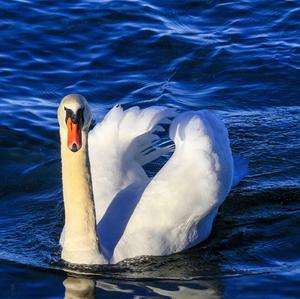 Mute Swan