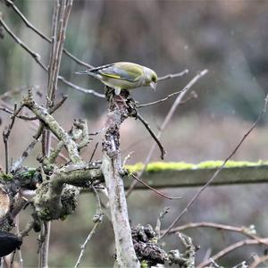 European Greenfinch