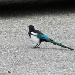 Black-billed Magpie