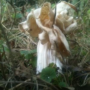 Fluted White Helvella