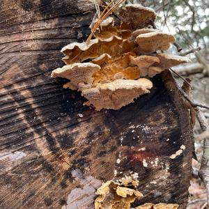 Turkey-tail