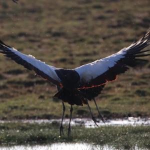 Grey Crowned-crane