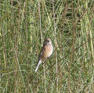 Eurasian Linnet