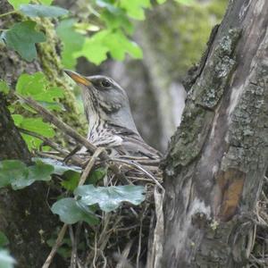 Fieldfare