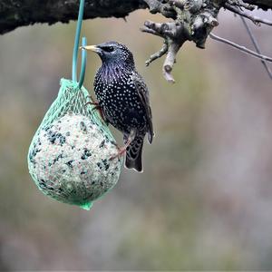 Common Starling