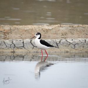 Black-winged Stilt