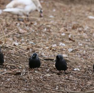 Eurasian Jackdaw