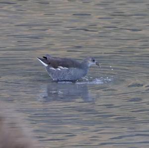 Common Moorhen