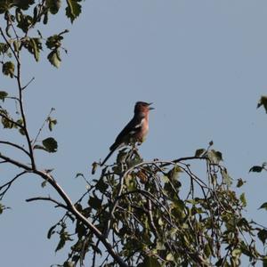 Eurasian Chaffinch