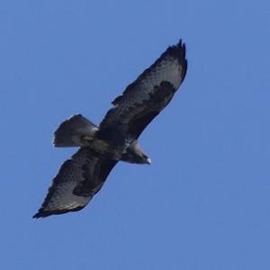 Common Buzzard