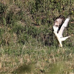 Mäusebussard