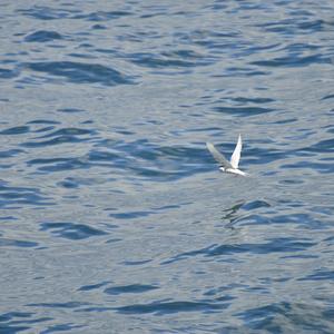 Arctic Tern