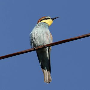 European Bee-eater