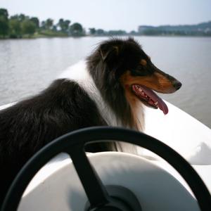 Rough Collie