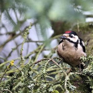 Great Spotted Woodpecker