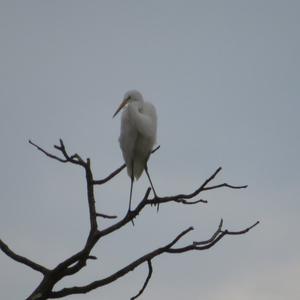 Great Egret