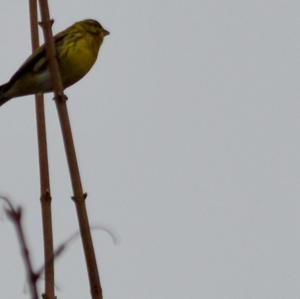 Eurasian Siskin